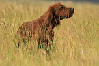 male Irish Red Setter