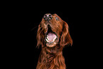 Irish Red Setter Portrait