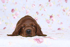 Irish Red Setter Puppy