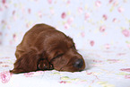 Irish Red Setter Puppy