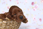 Irish Red Setter Puppy