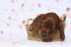 Irish Red Setter Puppy