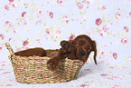 Irish Red Setter Puppy