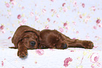 Irish Red Setter Puppies