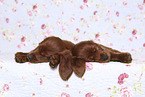 Irish Red Setter Puppies