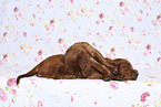 Irish Red Setter Puppies