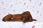 Irish Red Setter Puppies