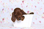 Irish Red Setter Puppy