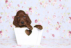 Irish Red Setter Puppy