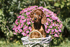 Irish Red Setter Puppy