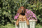 Irish Red Setter Puppy