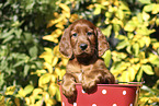 Irish Red Setter Puppy