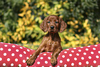Irish Red Setter Puppy