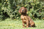 Irish Red Setter Puppy