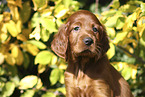 Irish Red Setter Puppy