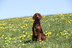 male Irish Red Setter