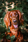 Irish Red Setter