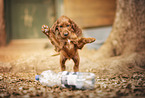 Irish Red Setter