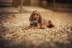 Irish Red Setter