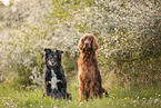 Irish Red Setter