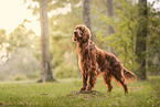 Irish Red Setter