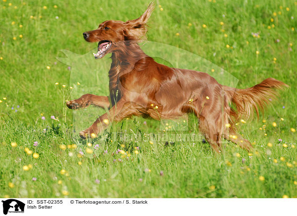 Irish Setter / SST-02355