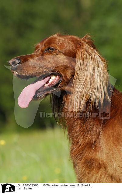 Irish Setter / SST-02365