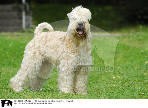 Irish Soft Coated Wheaten Terrier / SST-02967