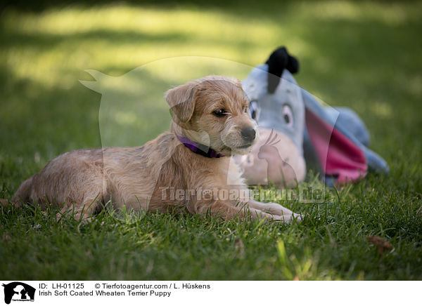 Irish Soft Coated Wheaten Terrier Welpe / Irish Soft Coated Wheaten Terrier Puppy / LH-01125