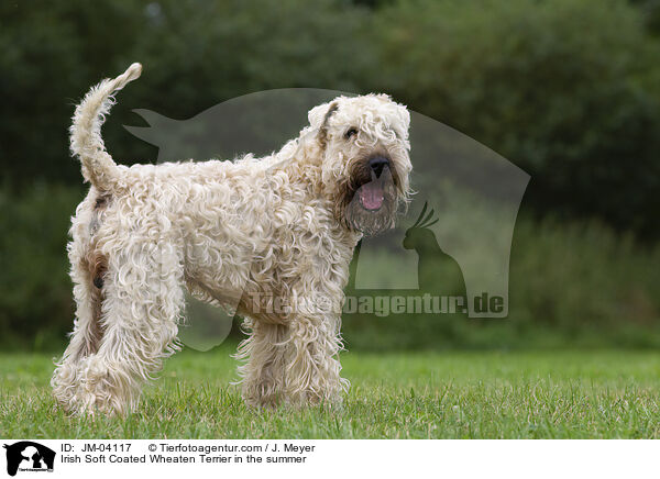 Irish Soft Coated Wheaten Terrier im Sommer / Irish Soft Coated Wheaten Terrier in the summer / JM-04117
