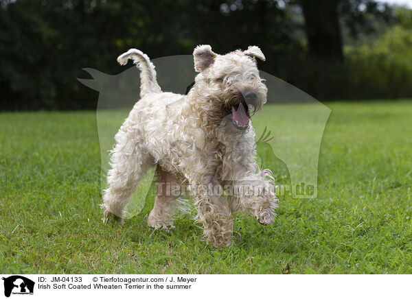 Irish Soft Coated Wheaten Terrier im Sommer / Irish Soft Coated Wheaten Terrier in the summer / JM-04133