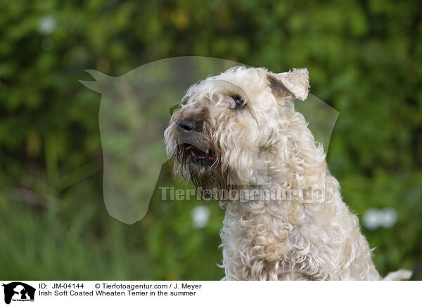 Irish Soft Coated Wheaten Terrier im Sommer / Irish Soft Coated Wheaten Terrier in the summer / JM-04144