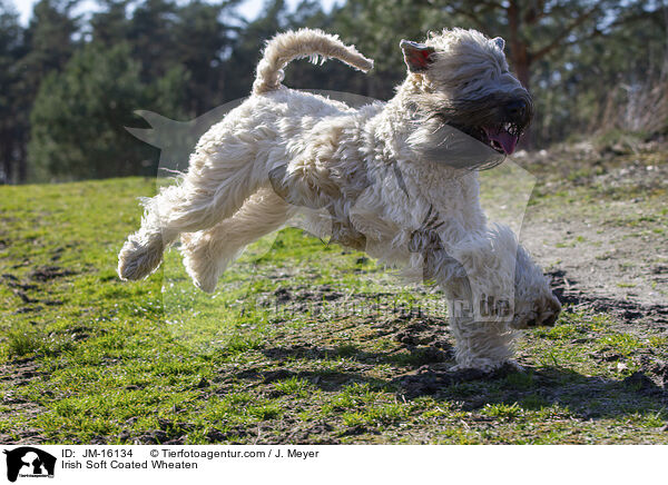 Irish Soft Coated Wheaten / Irish Soft Coated Wheaten / JM-16134