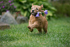Irish Soft Coated Wheaten Terrier Puppy