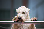 Irish Soft Coated Wheaten Terrier