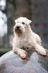lying Irish Soft Coated Wheaten Terrier