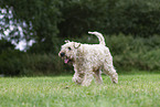 Irish Soft Coated Wheaten Terrier in the summer
