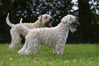 2 Irish Soft Coated Wheaten Terrier
