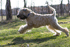 Irish Soft Coated Wheaten
