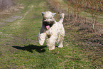 Irish Soft Coated Wheaten