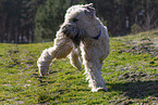 Irish Soft Coated Wheaten