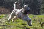 Irish Soft Coated Wheaten