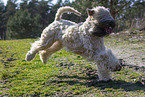 Irish Soft Coated Wheaten