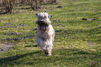 Irish Soft Coated Wheaten