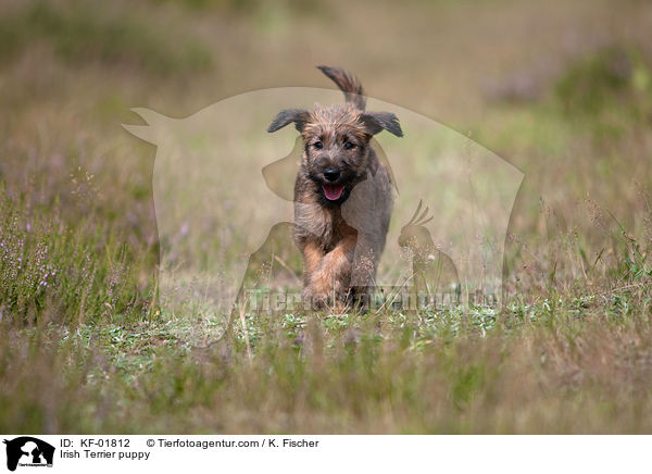 Irish Terrier puppy / KF-01812