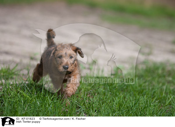Irish Terrier puppy / KF-01823