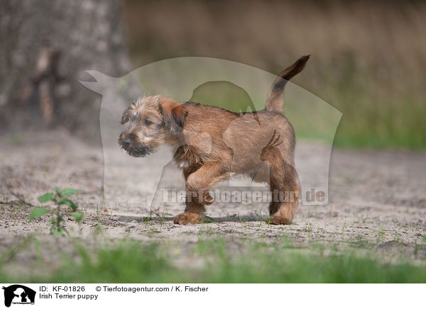 Irish Terrier puppy / KF-01826