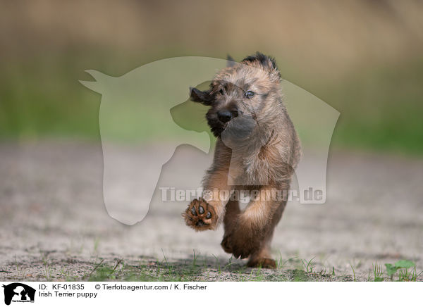 Irish Terrier puppy / KF-01835