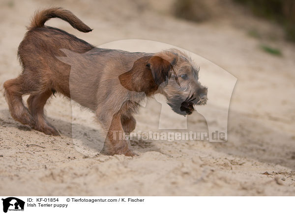 Irish Terrier puppy / KF-01854