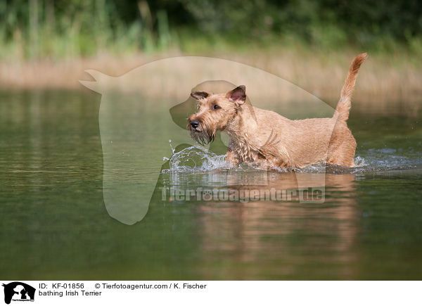 bathing Irish Terrier / KF-01856
